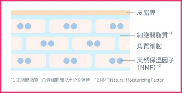 NMF（天然保湿因子）